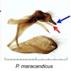 plebeius genitalia1